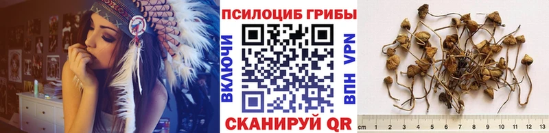 купить наркотик  Светлый  Псилоцибиновые грибы GOLDEN TEACHER 